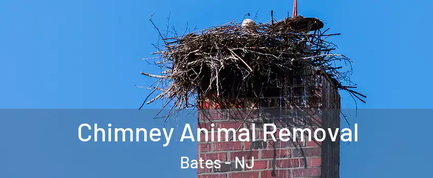 Chimney Animal Removal Bates - NJ