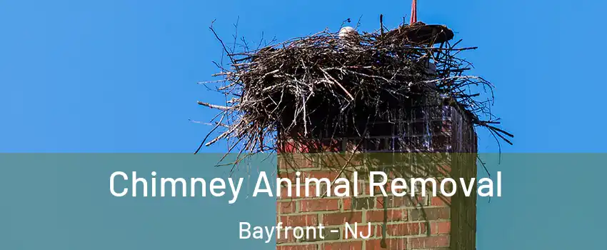 Chimney Animal Removal Bayfront - NJ