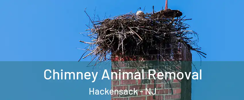 Chimney Animal Removal Hackensack - NJ