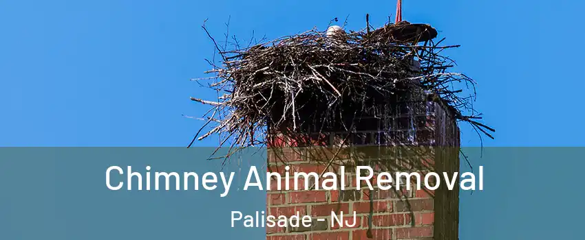 Chimney Animal Removal Palisade - NJ