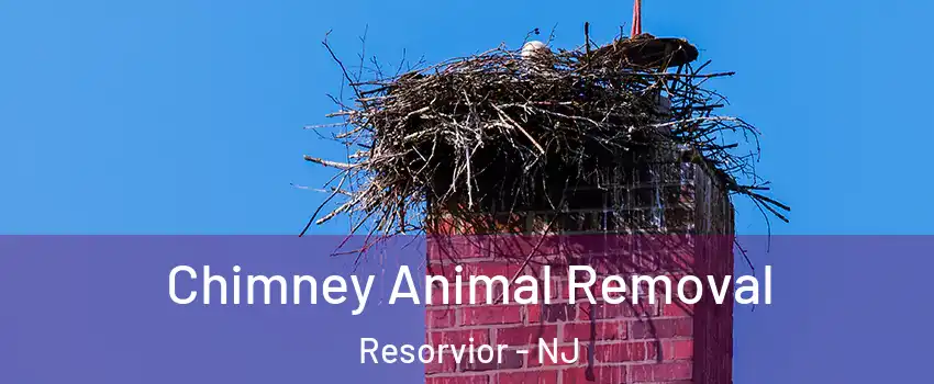 Chimney Animal Removal Resorvior - NJ