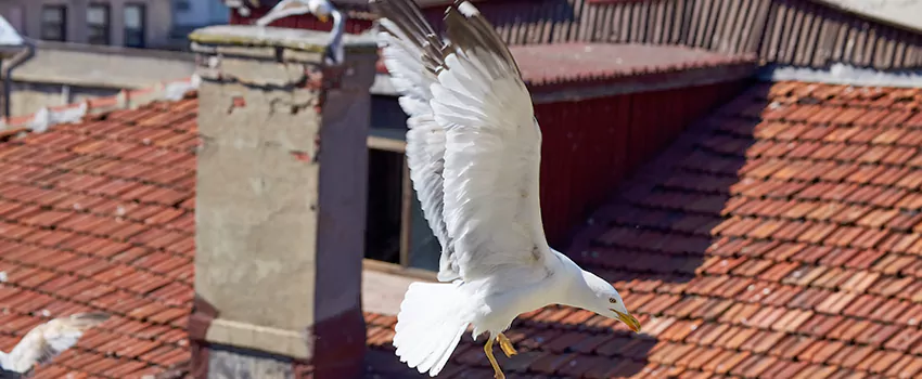 Residential Chimney Animal Removal Solution in Five Corners, NJ